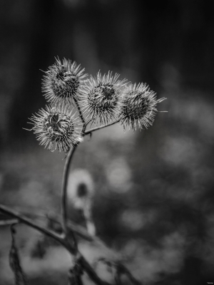 2026-02-02-09-09-04-GFX100S-II