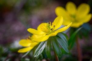 2026-02-28-15-51-03-NIKON-Z-8