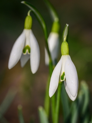 2026-02-28-15-51-34-NIKON-Z-8