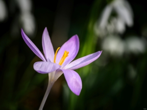 2026-02-28-15-51-52-NIKON-Z-8