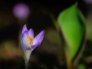 2026-02-28-15-52-54-NIKON-Z-8