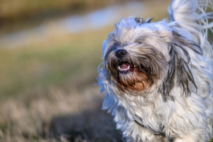 2026-03-01-08-29-50-NIKON-Z-8