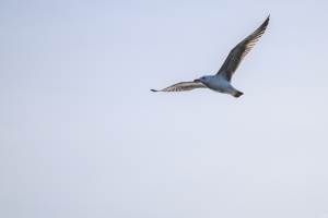 2026-03-01-08-49-40-NIKON-Z-8