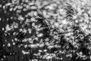 2026-03-01-09-16-43-NIKON-Z-8