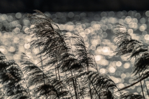 2026-03-01-09-23-02-NIKON-Z-8