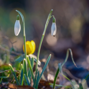 2026-03-01-15-57-59-GFX100S-II