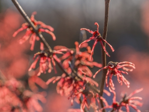 2026-03-01-15-58-50-GFX100S-II