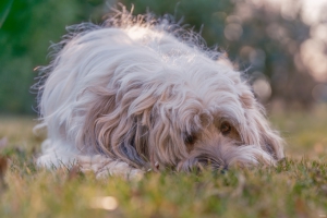 2026-03-01-16-02-12-GFX100S-II