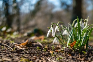 2026-03-19-10-28-37-X100VI