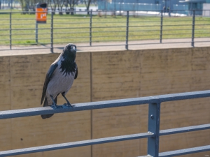 2026-03-22-09-03-03-GFX100S-II