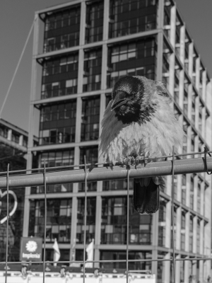 2026-03-22-09-16-59-GFX100S-II