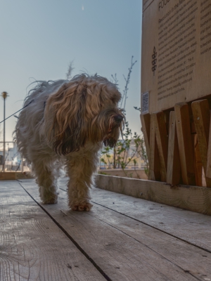 2026-03-22-09-23-11-GFX100S-II