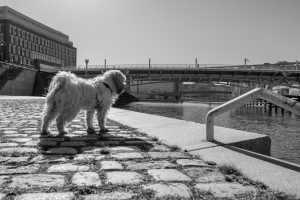 2026-03-22-09-28-26-GFX100S-II