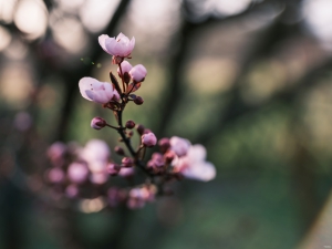 2026-03-27-17-26-25-GFX100S-II