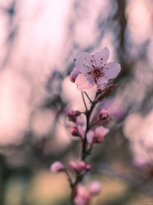 2026-03-27-17-26-43-GFX100S-II