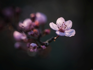 2026-03-27-17-28-13-GFX100S-II