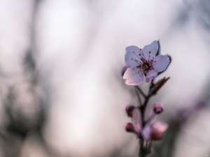 2026-03-27-17-28-55-GFX100S-II