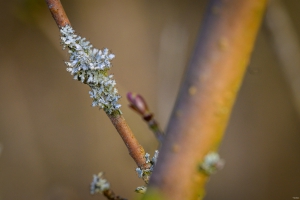 2026-03-28-07-49-21-NIKON-Z-8