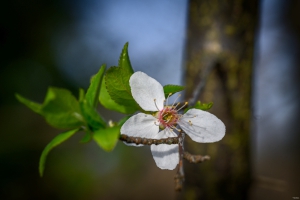 2026-03-28-07-55-07-NIKON-Z-8