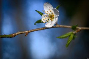 2026-03-28-07-55-32-NIKON-Z-8