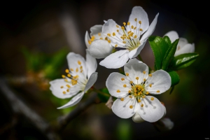 2026-03-28-07-56-32-NIKON-Z-8