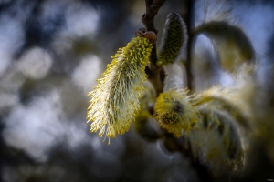 2026-03-28-08-10-23-NIKON-Z-8