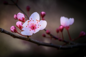 2026-03-28-08-12-34-NIKON-Z-8