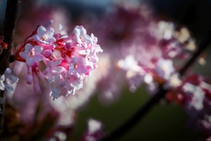 2026-03-28-08-15-01-NIKON-Z-8