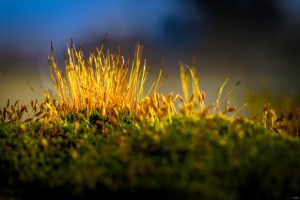 2026-03-28-08-17-05-NIKON-Z-8