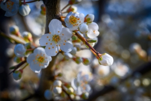 2026-03-28-08-19-20-NIKON-Z-8