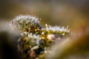 2026-03-28-08-23-48-NIKON-Z-8