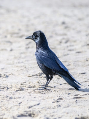 2026-03-29-11-32-05-NIKON-Z-8