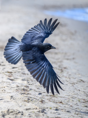 2026-03-29-11-32-06-NIKON-Z-8