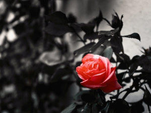 2026-05-08-15-12-57-GFX100S-II