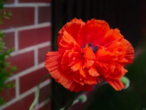 2026-05-08-15-26-20-GFX100S-II