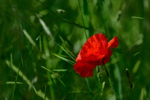 2026-05-25-10-04-55-NIKON-Z-8