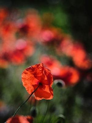 2026-05-31-09-27-36-NIKON-Z-8