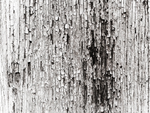 2026-06-11-13-00-02-NIKON-Z-8