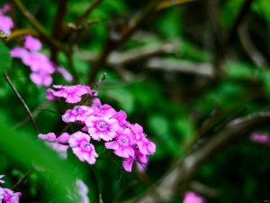 2026-06-12-15-31-36-NIKON-Z-7