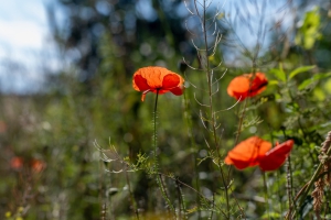 2026-07-10-09-14-35-NIKON-Z-7