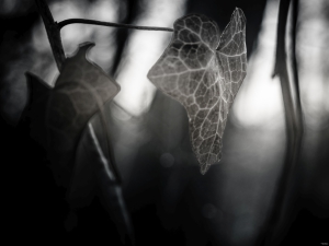 2026-02-20-14-33-41-X-H2