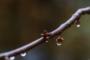 2026-02-22-10-18-07-NIKON-Z-8