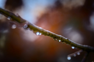 2026-02-22-10-37-13-NIKON-Z-8