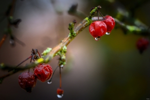 2026-02-22-10-39-08-NIKON-Z-8