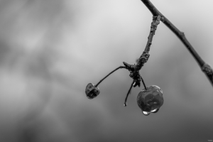 2026-02-22-10-39-24-NIKON-Z-8