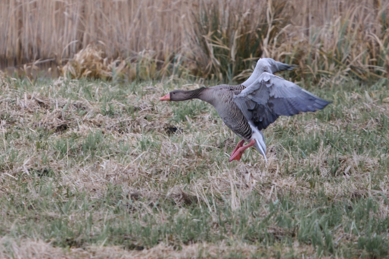 Tag 3 - Nikon Z8 f/6.3 600mm 1/1000s