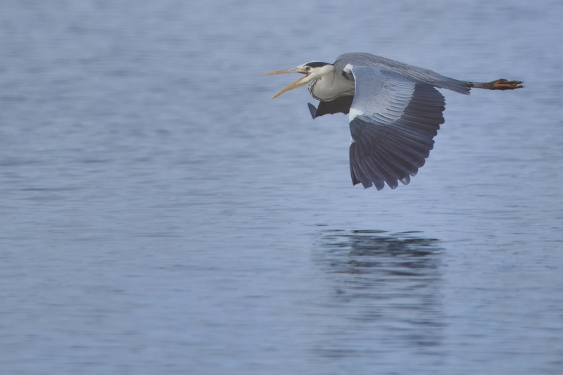 Tag 4 - Nikon Z8 f/6.3 600mm 1/1000s