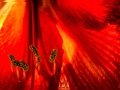 Amaryllis