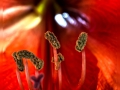 Amaryllis