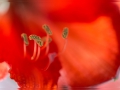 Amaryllis